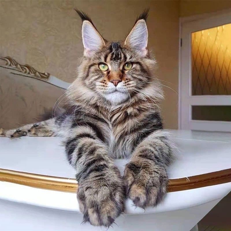 Maine Coon Kitten Affordable Cat Pet Large Purebred Cat Home Pet Student Version Young Pet Authentic