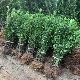 Holly Seedling Outdoor Greenery Plant Fence Hedge Seedling Large Leaf Hokkaido Tree Seedling Cold Hardy Evergreen