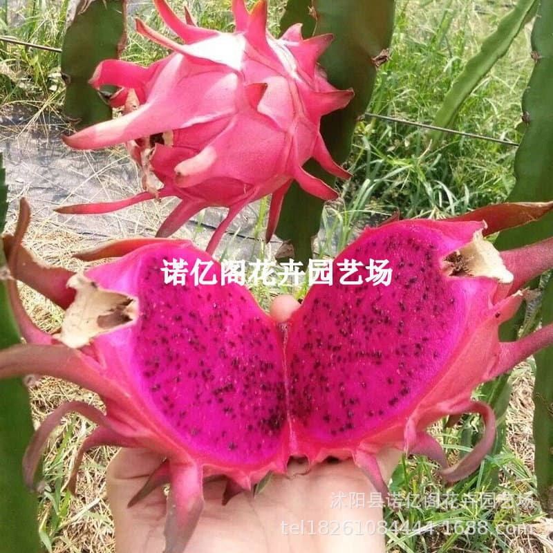 Red-Fleshed Dragon Fruit Seedling, Potted Fruit Tree Seedling, Ground-Planted Red Kirin Dragon Fruit Tree Seedling, Bears Fruit in All Seasons, Easy to Grow