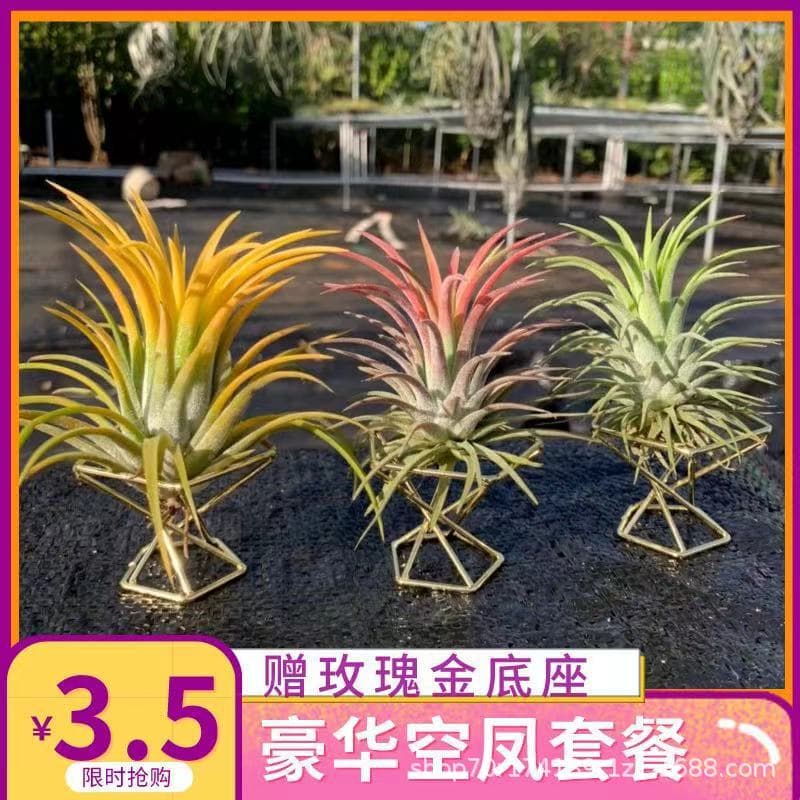 Tillandsia with Base, Soilless Green Plant Butterfly Elf Bequereli Gem, Office Plants Manufacturer Sales