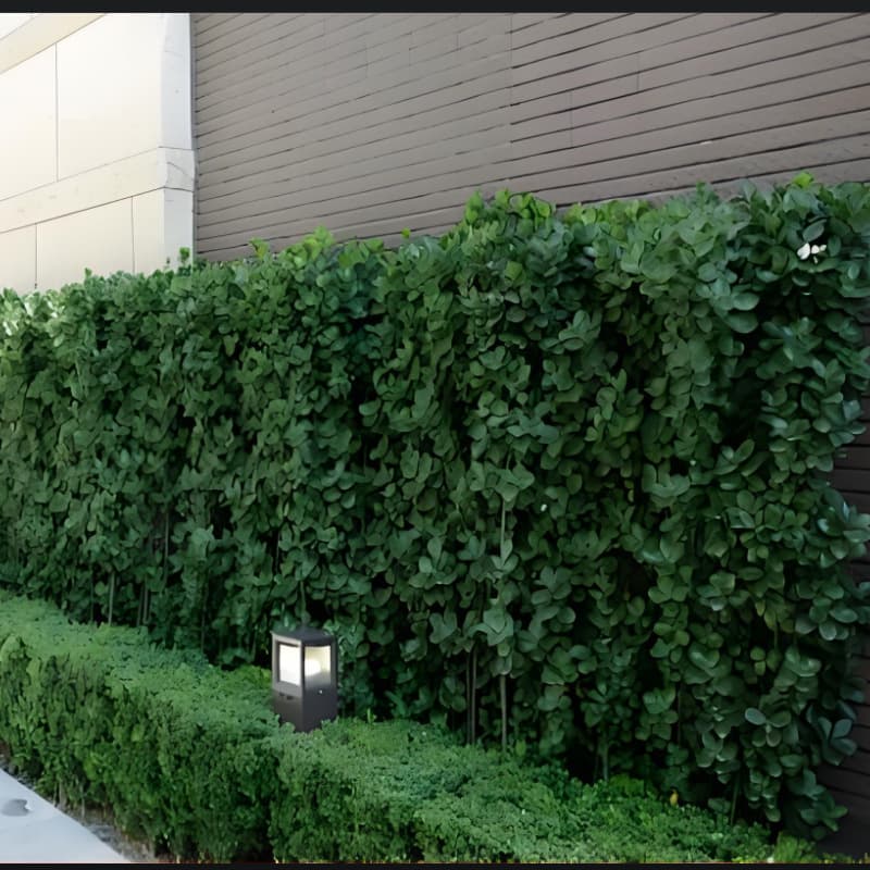 Wholesale Hokkaido Holly Seedlings, Hokkaido Holly Hedge Green Plants, Clustered Evergreen Cold-Tolerant Greenery
