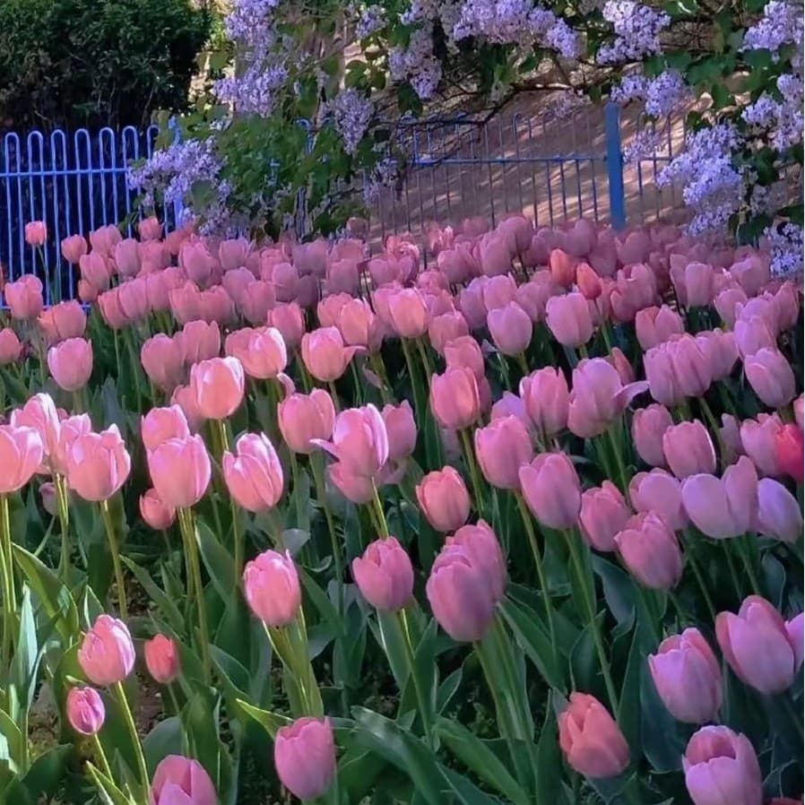Wholesale double-petaled tulips, Dutch perennial 5-degree large bulb lilies, indoor and outdoor potted plants, easy to grow.