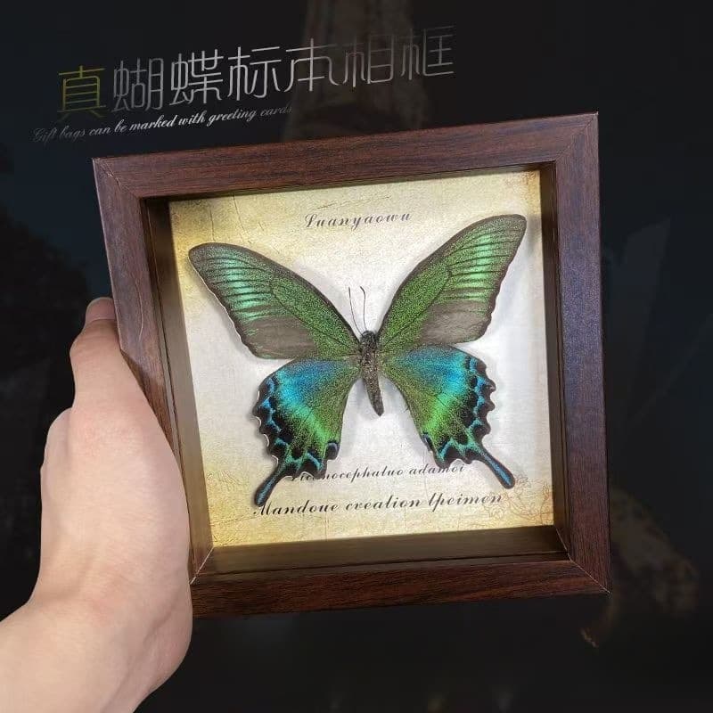 Real Butterfly Specimen Frame, Wooden Decorative Painting DIY Vintage Photo Frame Tabletop Decor Birthday Gift