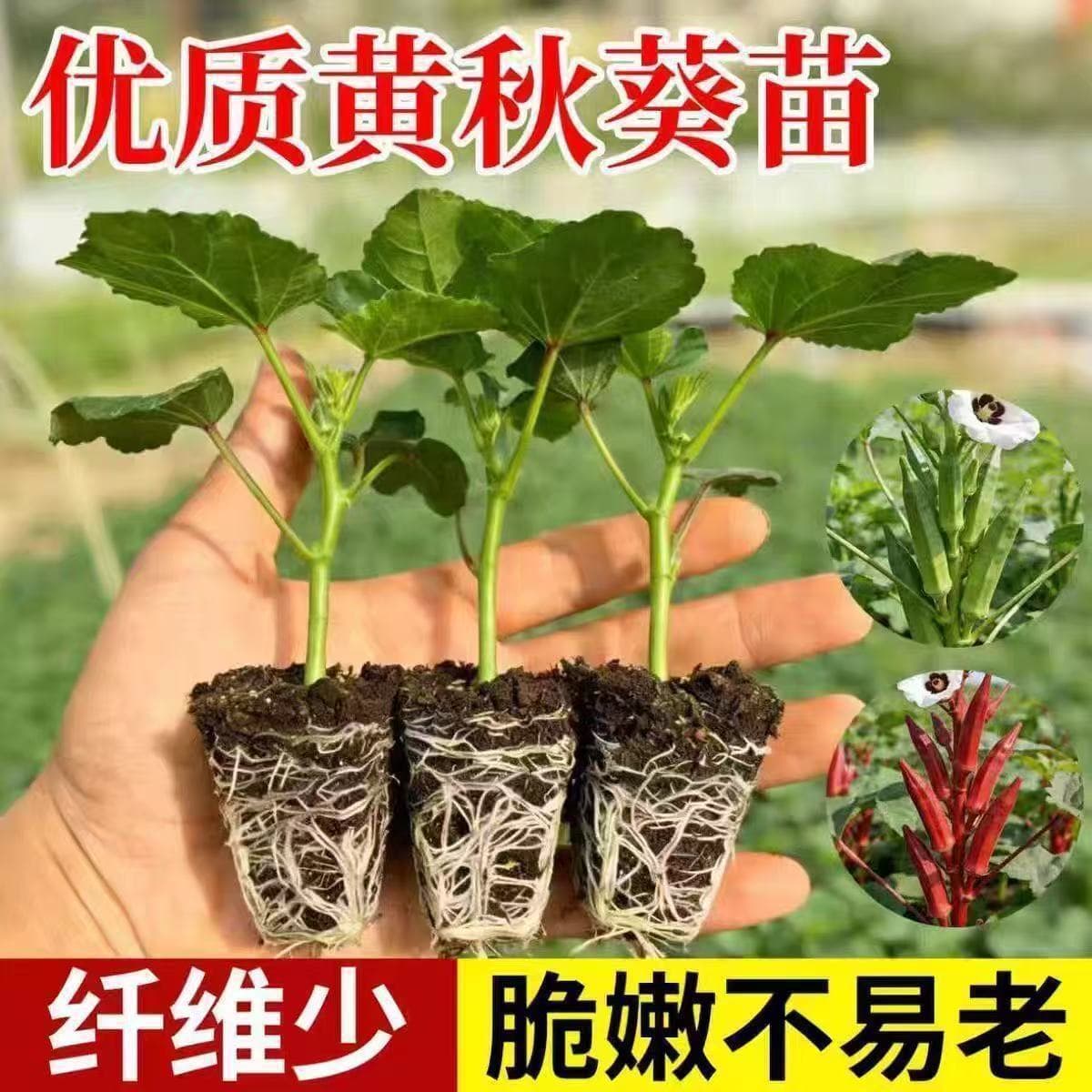 High-yield super tender okra seedlings, green okra and red okra seedlings shipped with soil, must-plant varieties for spring