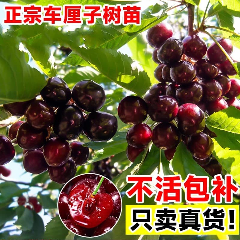 Cherry Tree Seedlings for Southern and Northern Planting, Potted Garden Fruit Trees, Dwarf Cherry Trees, Large Cherry Saplings