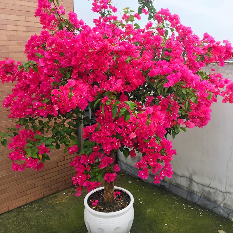 Double-petal Red Bougainvillea Potted Plant with Flowers, Frequent Blooming Variety, Climbing Old Stem, Indoor and Outdoor Flower Plant, Four Seasons