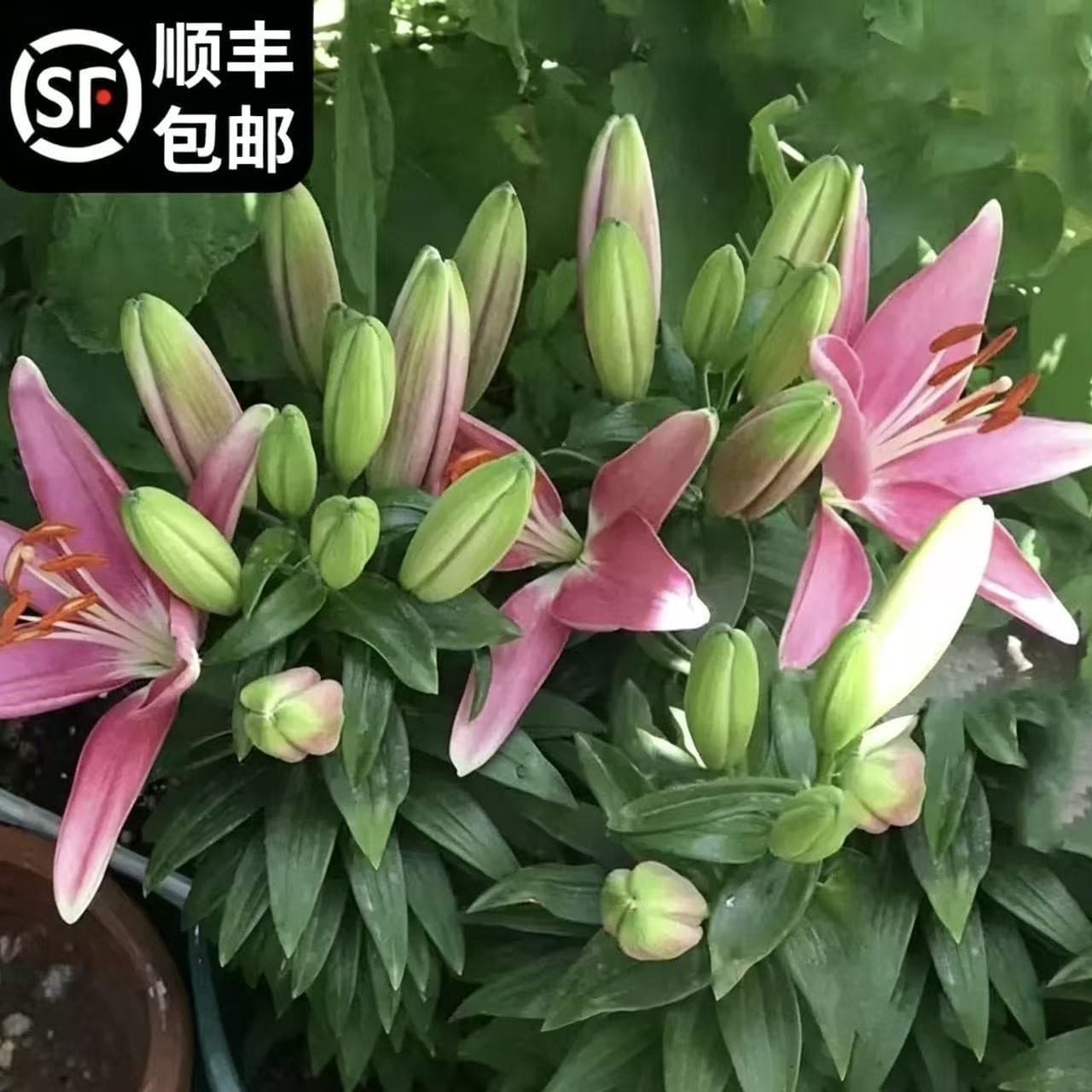 Fragrant Lily Bulbs Potted Imported Double-Petal Lily Bulbs Indoor Four-Season Blooming Green Plants Flower Bulbs Wholesale