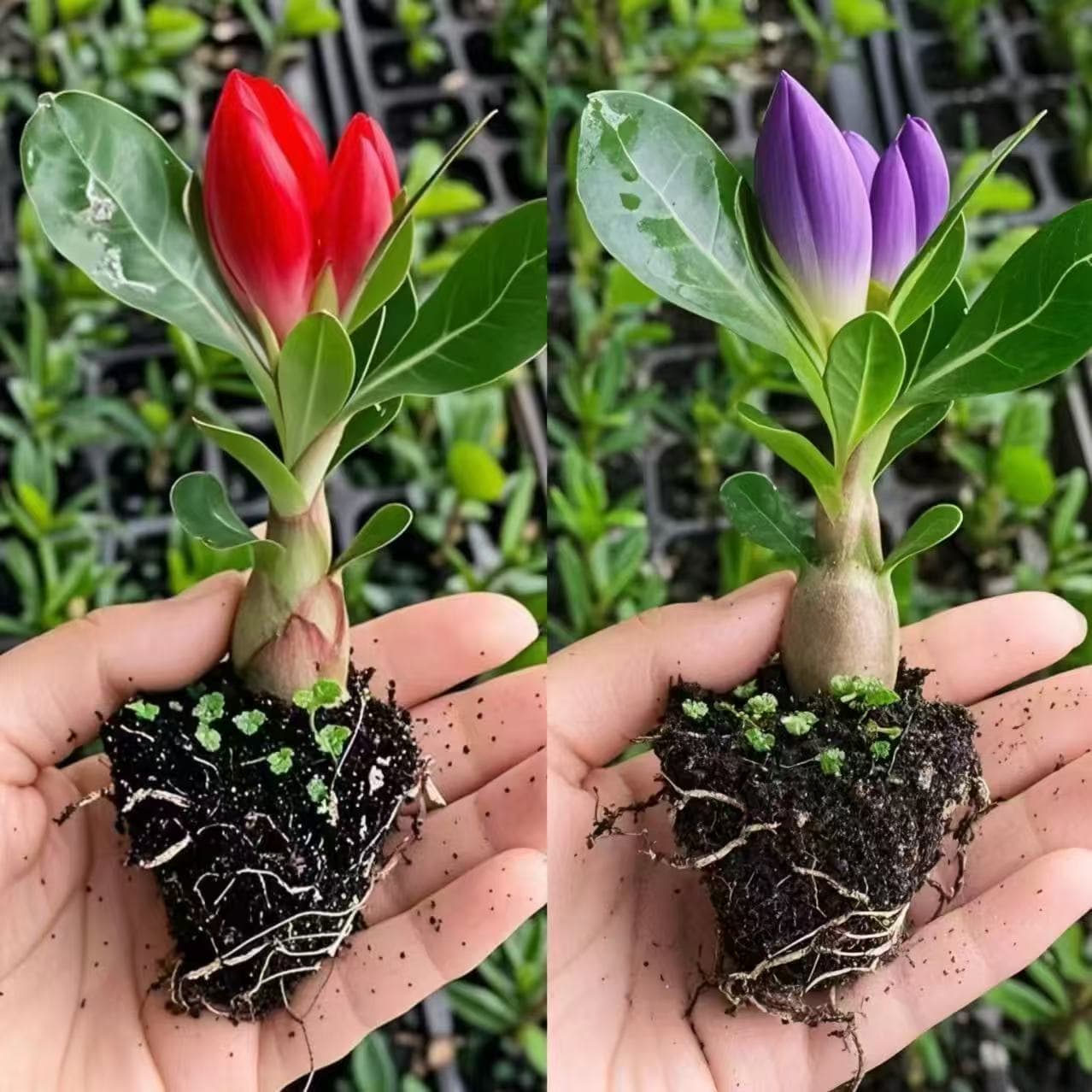 Easy-To-Grow Double-Petaled Desert Rose Potted Plant, Suitable for Indoor Balconies, Easy to Maintain, Blooms All Year Round, Drought-Tolerant Flower and Green Plant