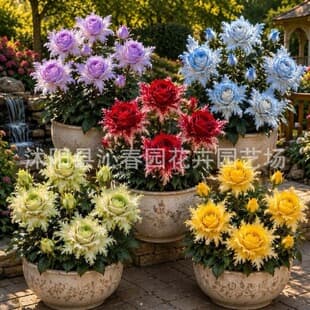Cross-border fragrant rose seeds collection, double-petal strong fragrance large flower fringe rose seeds, Angel Wings rose seeds