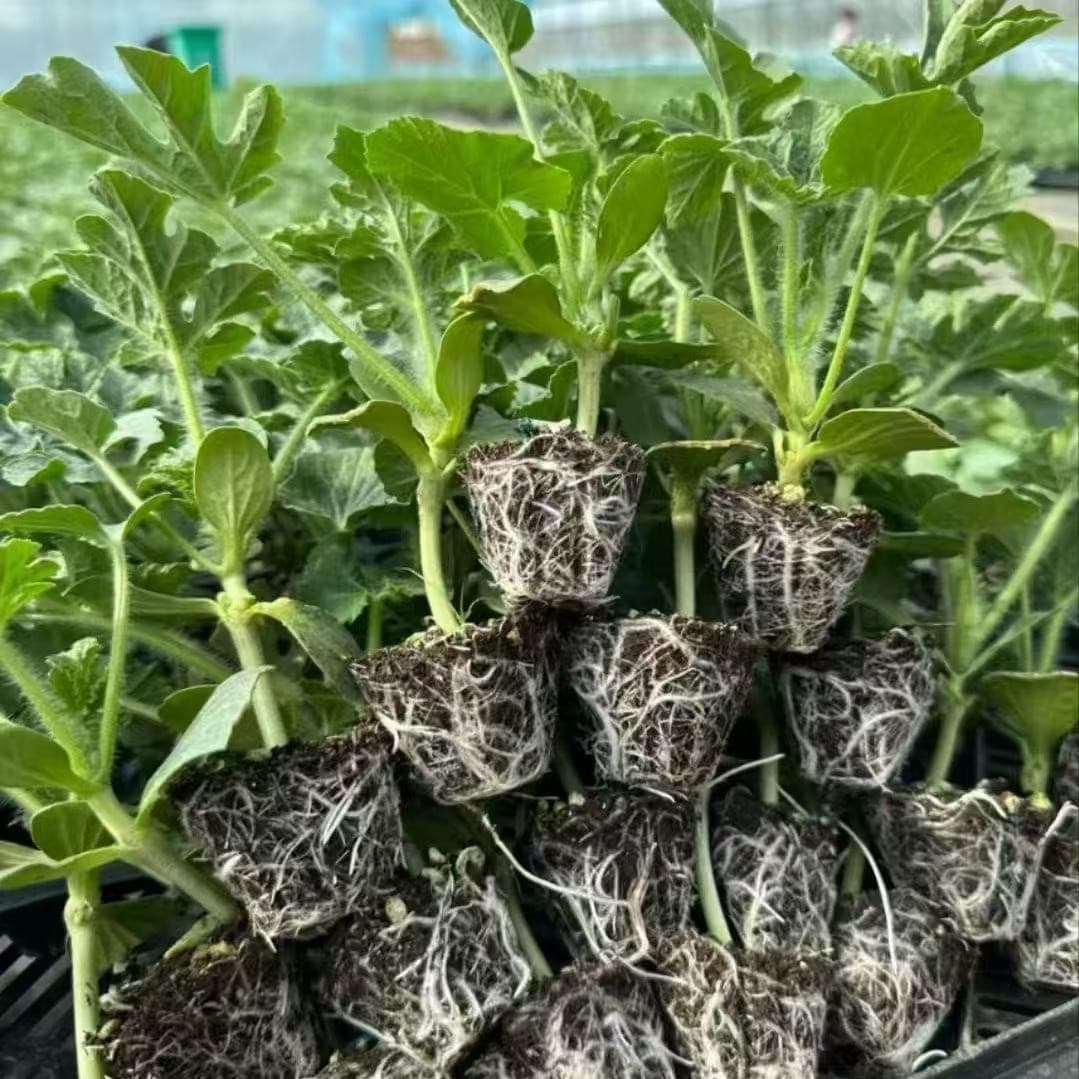 Grafted watermelon seedlings 8424 Meidu super sweet watermelon seedlings lazy early maturing seedlings high quality grafted seedlings for ground planting