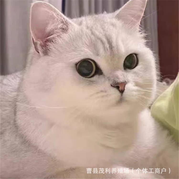 Purebred silver gradient kitten live British short silver dot cat gold gradient kitten live gold and silver gradient short-footed cat live animal