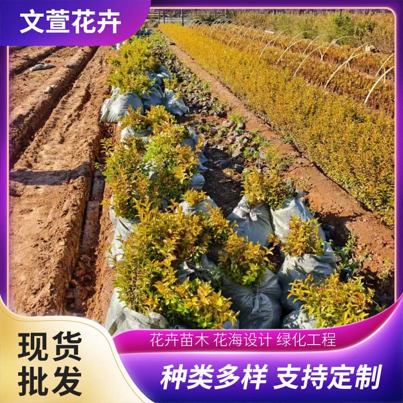 Buxus microphylla seedlings for road greening, potted small plants, landscaping project nursery stock, wholesale small-leaved Buxus microphylla