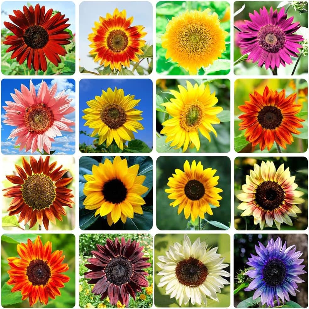 Cross-border exclusive for mixed sunflower indoor and outdoor bulk GMO-free sunflower seeds to attract butterflies and bees