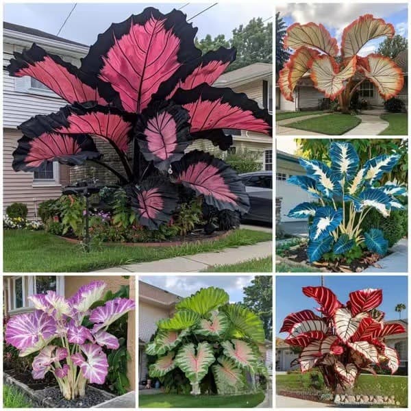 [Cross-Border Supply] Caladium Seeds, Large-Leaf Arrowroot, Two-Color Caladium Seeds, Perennial Potted Flower Plant Seeds