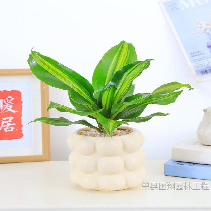 Golden Heart Brazil Iron Potted Green Plant Office Desk Small Bonsai Brazil Wood Yemen Iron Fragrant Dragon Blood Tree Potted Plant