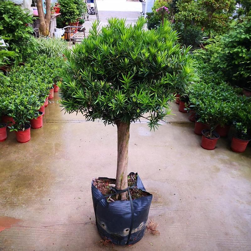 Podocarpus Bonsai Tree Seedling Large Leaf, Millet, Sparrow Tongue Podocarpus Balcony Potted Round Leaf Black Pearl Shaped Tree Courtyard