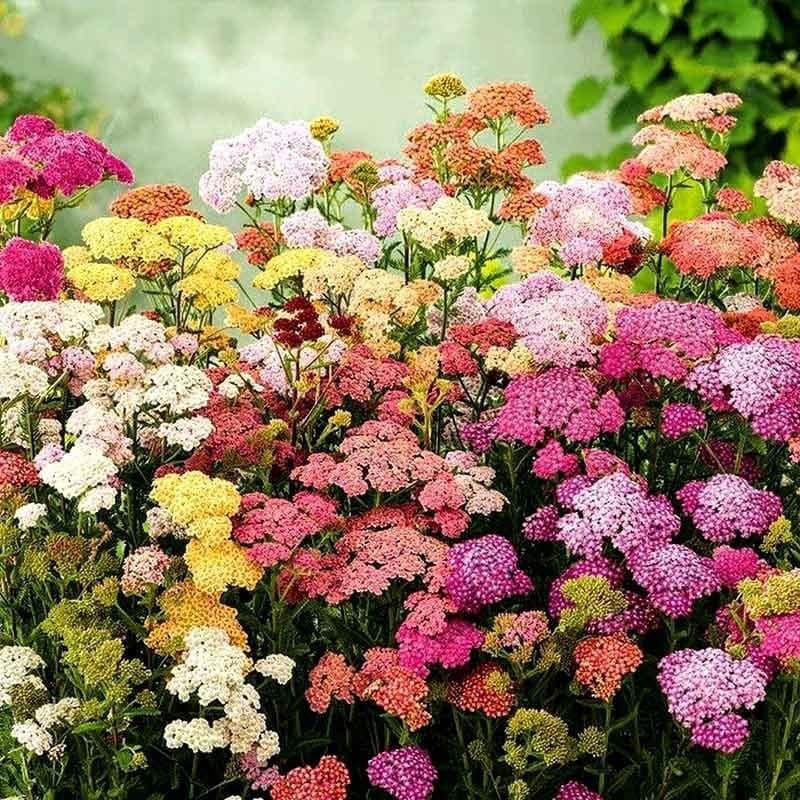 Yarrow Seeds, Achillea Millefolium Seeds, Perennial Cold-Hardy Cut Flower Lace Flower Balcony Potted Plant Seeds