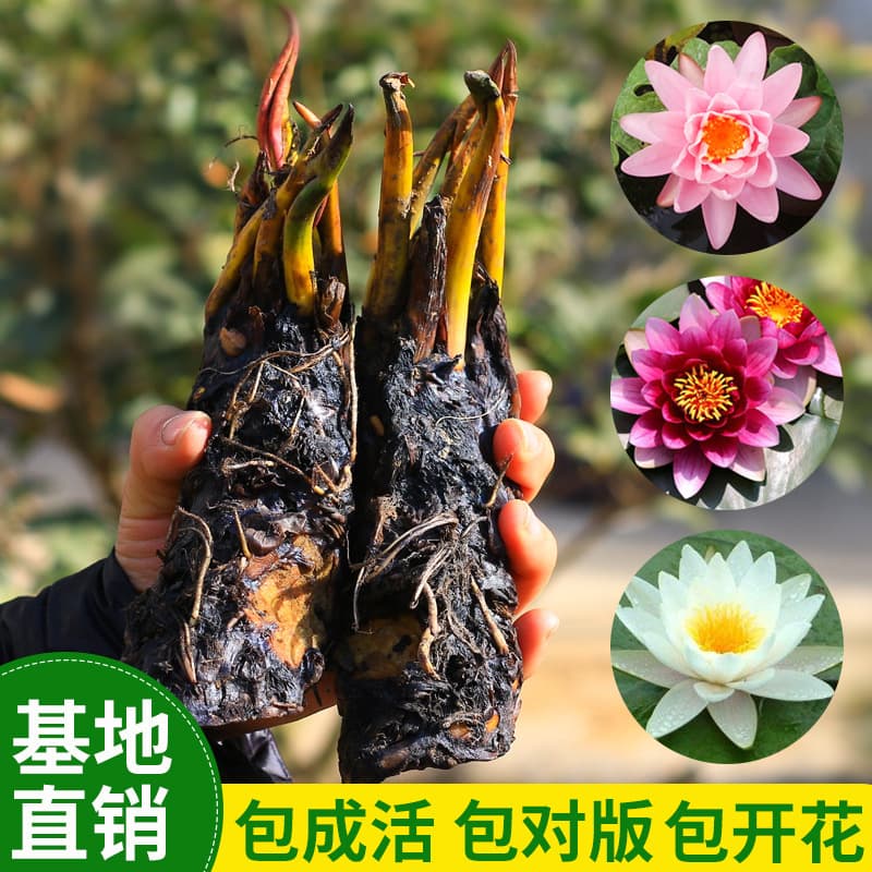 Pond Water Lily Large Rhizome, Aquatic Plant, Water Root Block, Large Water Lily Root Stem Guaranteed to Grow