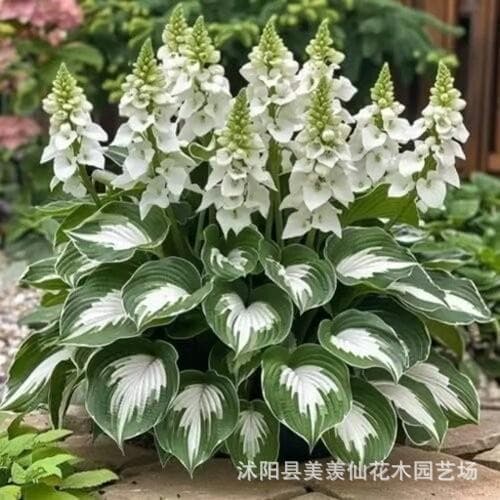 [Cross-border Supply] Colorful Hosta Seeds Hosta Flower Seeds Potted Flower Seeds White Crane Flower Hosta Seeds