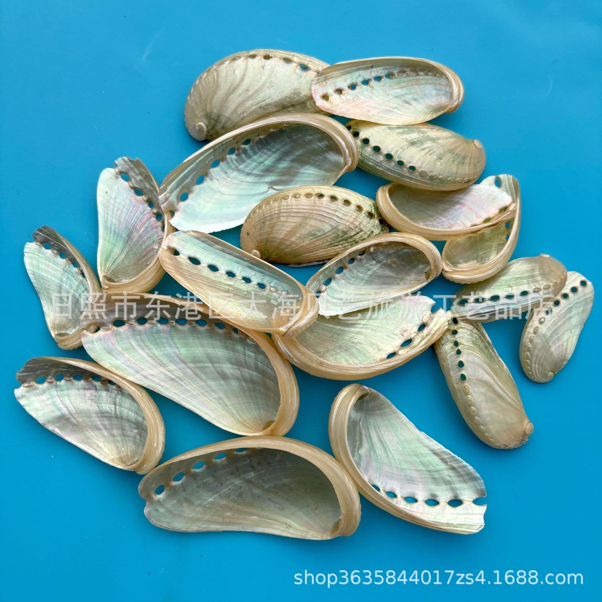 Natural Donkey Ear Shell Creative Home Decor Aquarium Aquatic Scaping Ornament Decoration Shooting Prop Collection Specimen