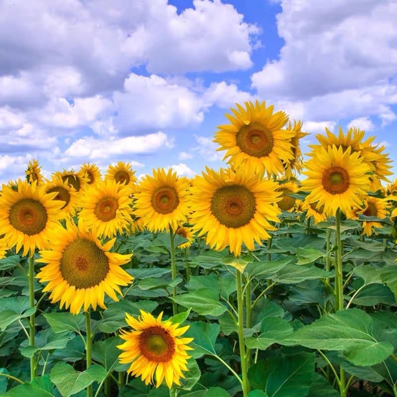 All-Season Dwarf Sunflower Seeds, Suitable for Potted Plants and Garden Planting, Ornamental Sunflowers