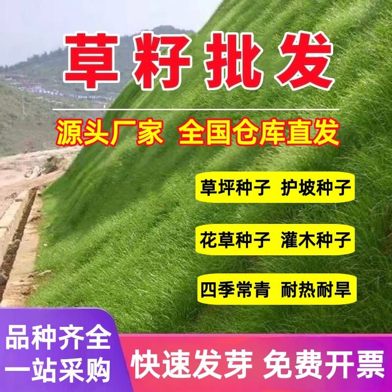 Grass seed slope protection grass seed lawn seed ryegrass tall fescue dwarf all-season green carpet grass slope protection king foxtail