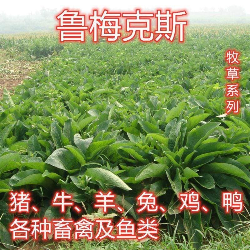 Rumex seeds Russian feed vegetables perennial pasture seeds pigs, cattle, sheep, chickens, ducks and geese