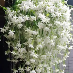 Weeping Jasmine Seeds Climbing Plant Easy to Grow Blooms All Seasons Sow and Flower Indoor Outdoor Plant Seeds