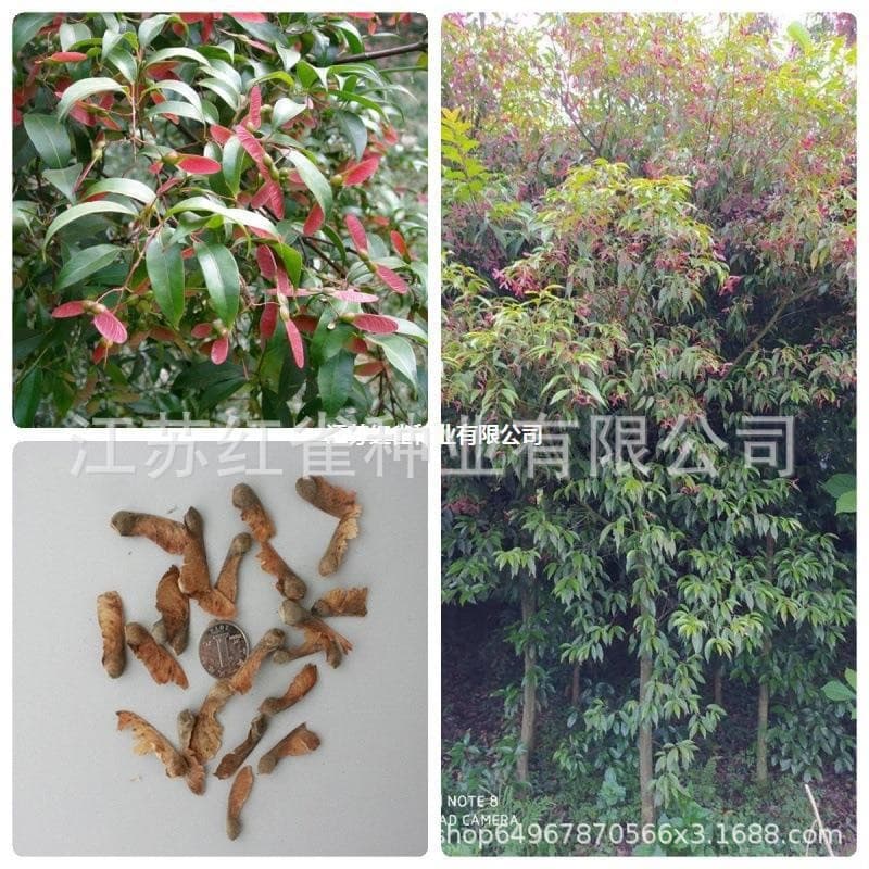 Base supply Red Maple, Luofu Maple tree seeds, Red Maple seedlings, Red Maple saplings, Faber Maple, Fahrenheit Maple engineering