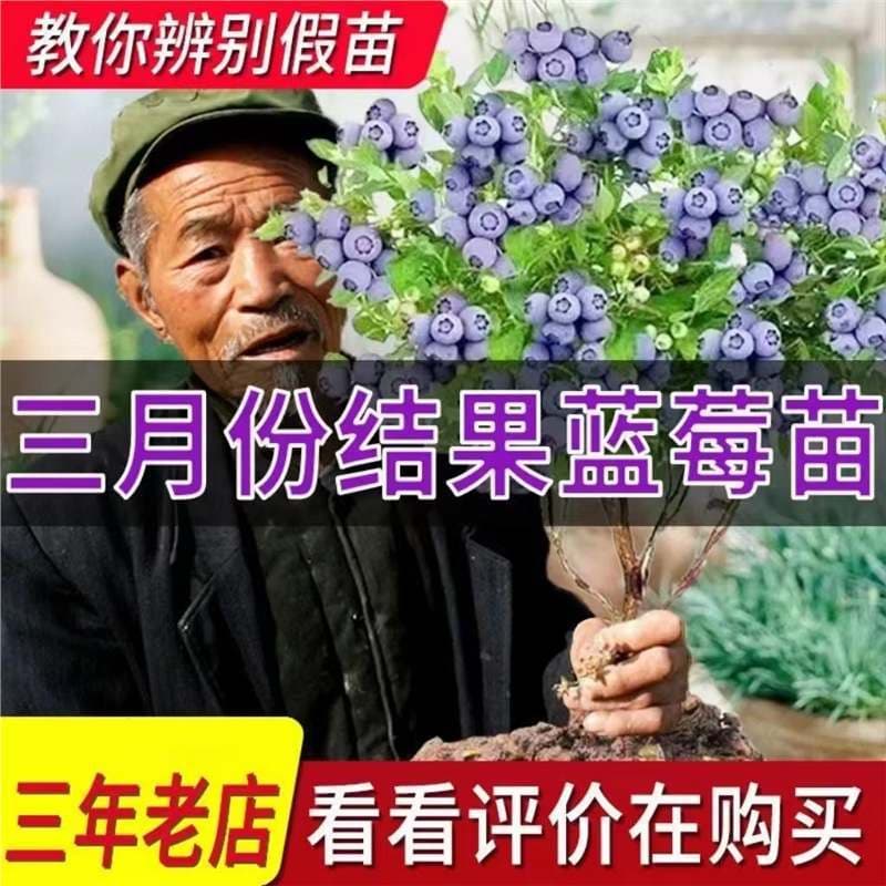 Large Blueberry Tree Potted Plant for Ground Planting, Suitable for North and South China, Balcony and Garden Planting, Bears Fruit in the Same Year