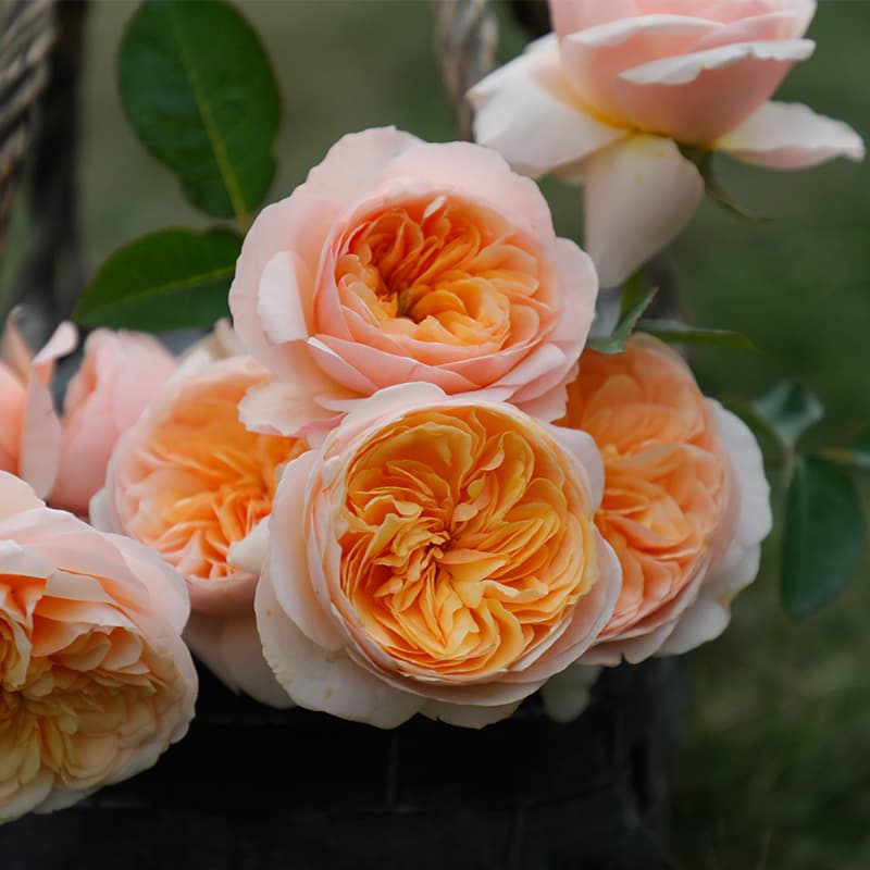 Juliet Rose Seedlings, Blooming Rose Plants, Potted Flowers for Four Seasons, Climbing Plants, Vine Roses, Shrub Roses, Green Plants