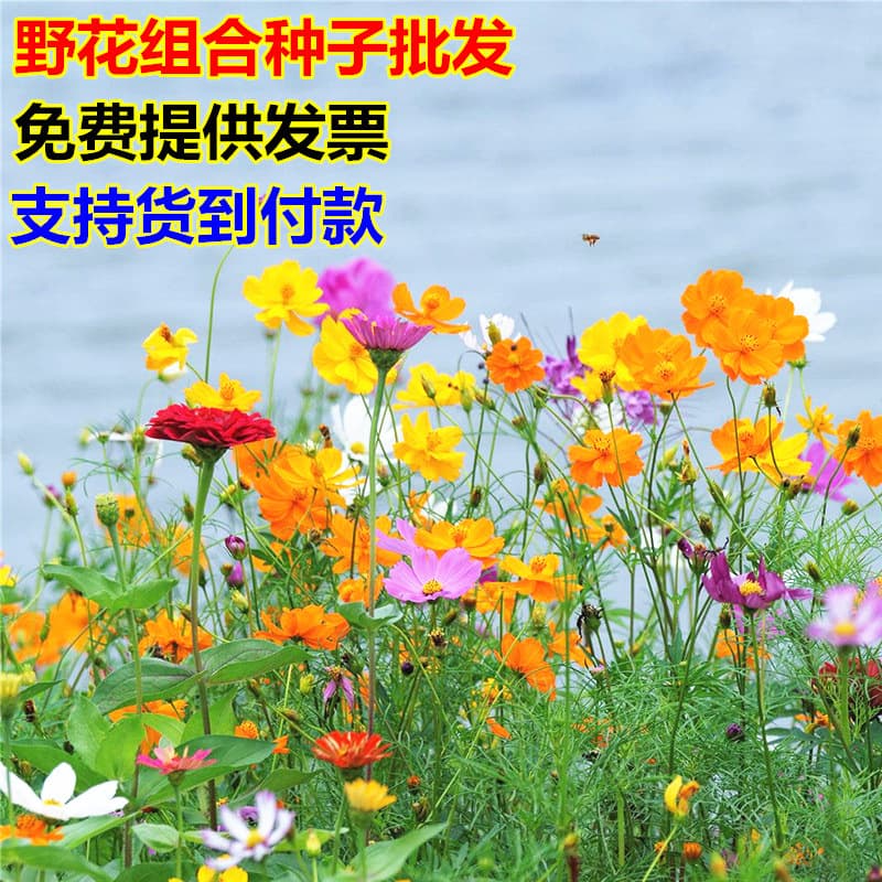 Wildflower Mix Seeds, Perennial Flower Seeds, Four Seasons Planting, Easy to Grow, Flower Sea for Outdoor Garden, Continuous Blooming All Year