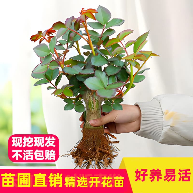 Rose seedlings, Yunnan potted rose saplings, four-season flowering, old stumps, fragrant flowering plants, matching varieties, extra large flowers