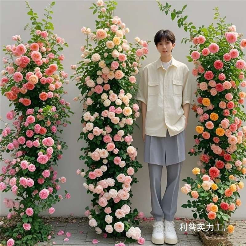 Rose seedlings, climbing roses, extra large flowers, climbing plants, year-round flowering potted roses, Florentia