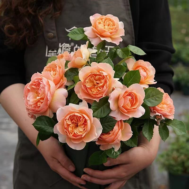 Juice-flavored balcony rose potted seedlings, extra-large flowers, blooming year-round, roses with buds, courtyard garden roses