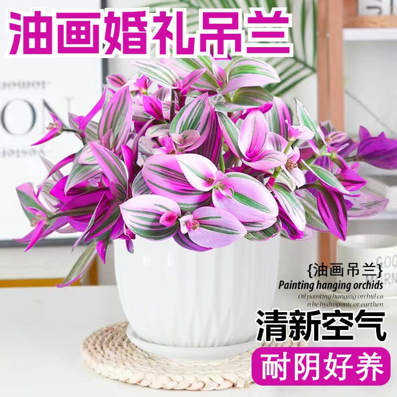 Oil Painting Wedding Hanging Basket Potted Plant, Sedum 'Rosy Cloud' Succulent, Office Desktop Hydroponic Green Plant, Hanging
