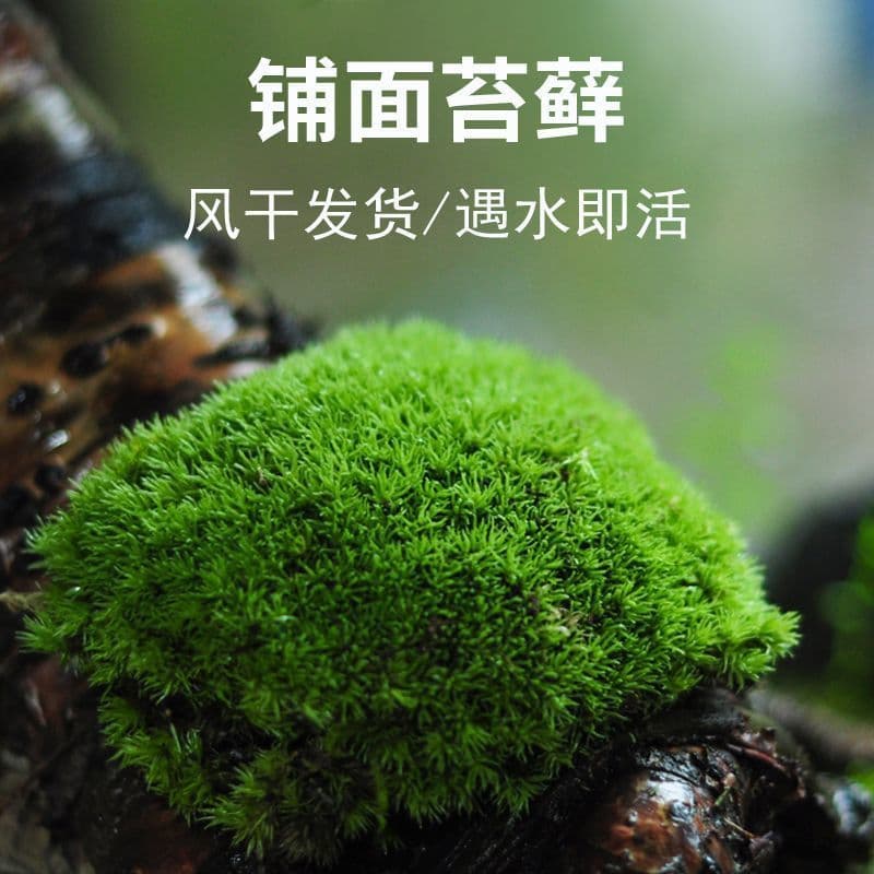 Fresh Moss and White Hair Moss for Rockery Bonsai, Terrarium Landscaping, and DIY Ecological Bottles
