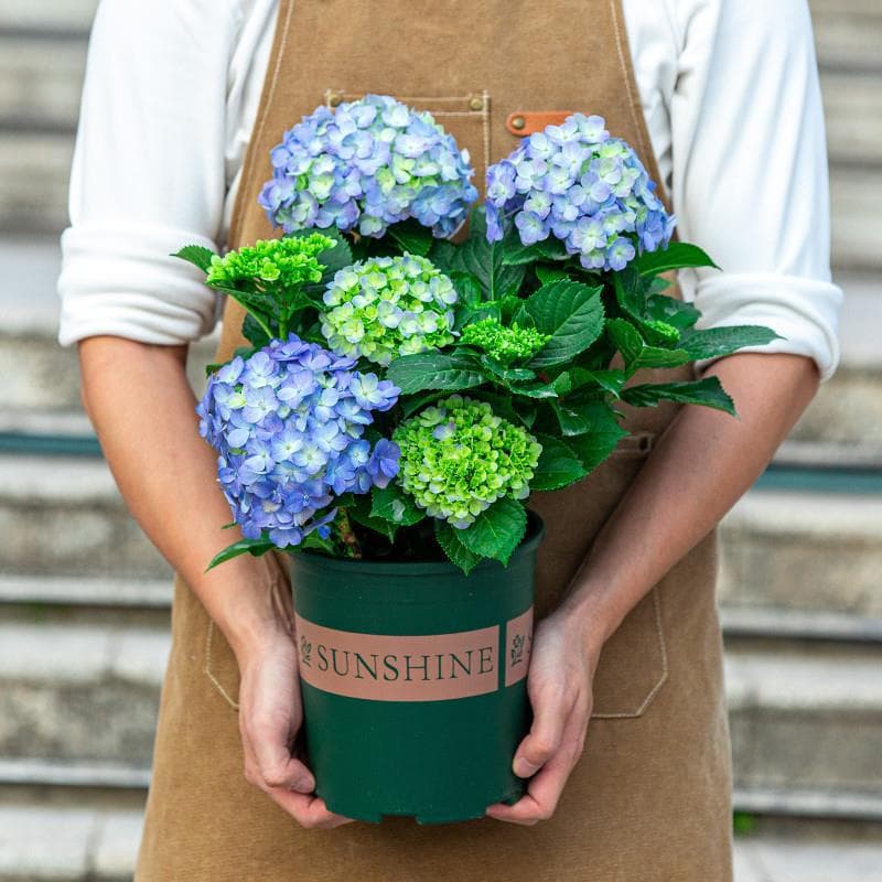 Endless Summer Hydrangea Potted Plant with Flower Buds, Indoor Balcony Outdoor Flower, Four-Season Blooming Green Plant
