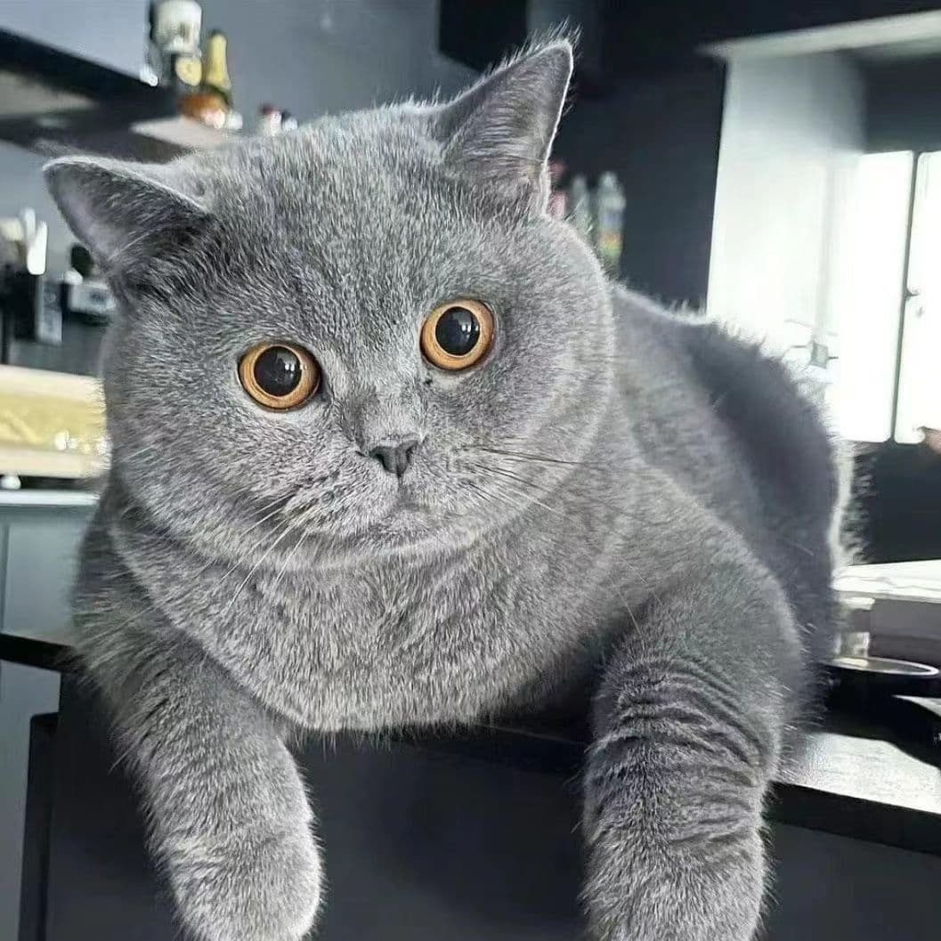 Blue British Shorthair Kitten Adult Cat British Shorthair Cat Round Face Blue Fat Pet Cat