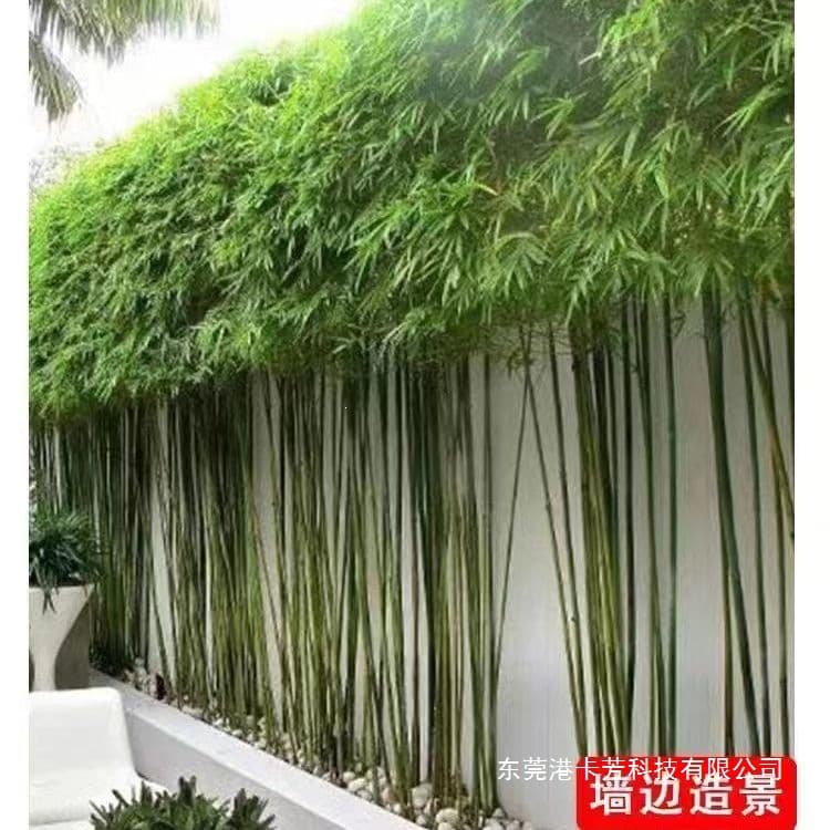 Bamboo Seedlings: Purple Bamboo, Cold-Tolerant Garden Bamboo, Arhat Bamboo, Green Bamboo, Four-Season Bamboo, Early Garden Bamboo, Gold-Inlaid-Jade Bamboo