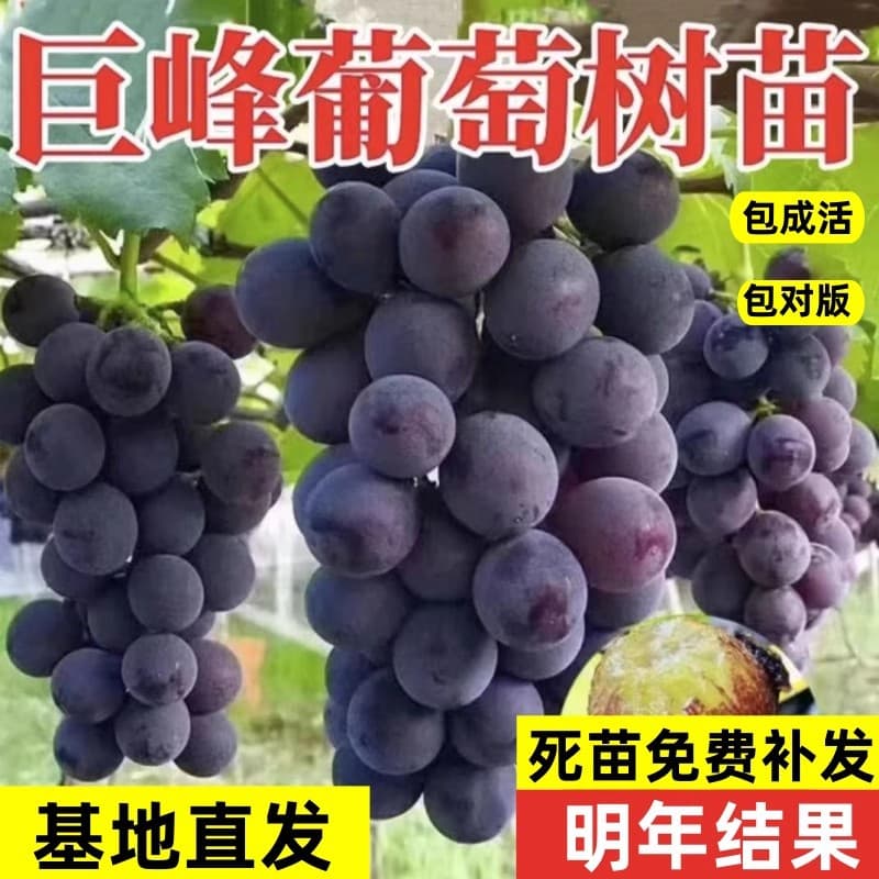 Kyoho Grape Seedlings Large Fruit Tree Seedlings Climbing Grape Vines Grape Seedlings Suitable for North and South Planting, Bear Fruit Same Year