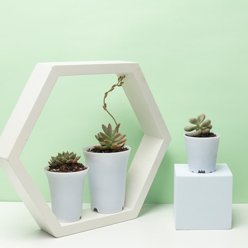 Complete range of frosted 8 sizes, elevated and weighted universal pots, new style universal pot mini size, plastic flower pot