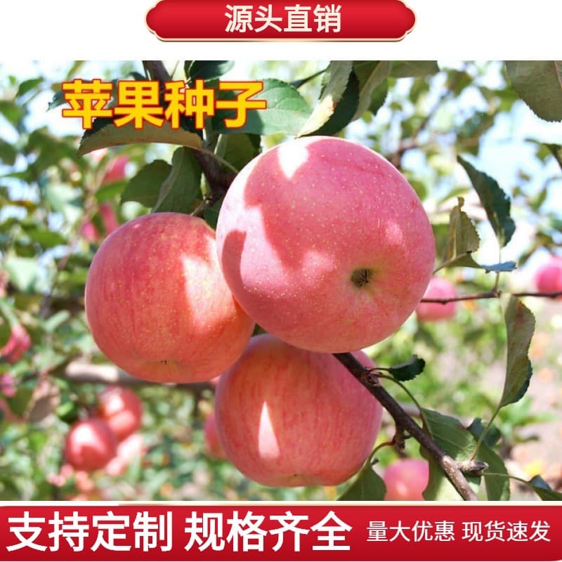 Bulk Apple Seeds Apple Tree Seeds Four-Season Sowing Fruit Tree Seeds Red Fuji Apple Seeds