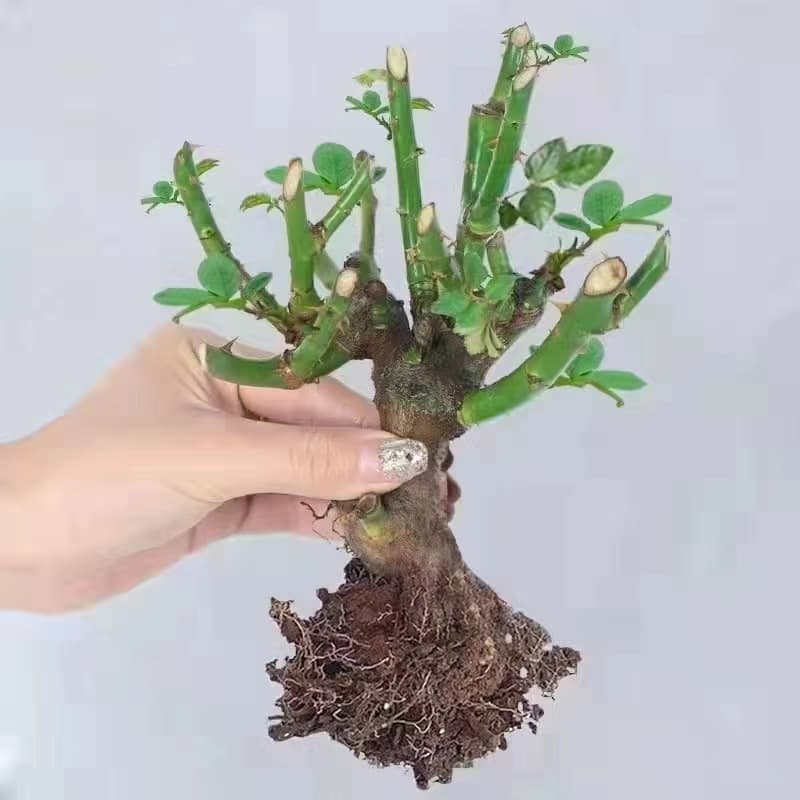Rose Old Root Seedling Large Flower Fragrant Four-Season Blooming Green Plant Indoor Outdoor Balcony Garden Climbing Rose Seedling