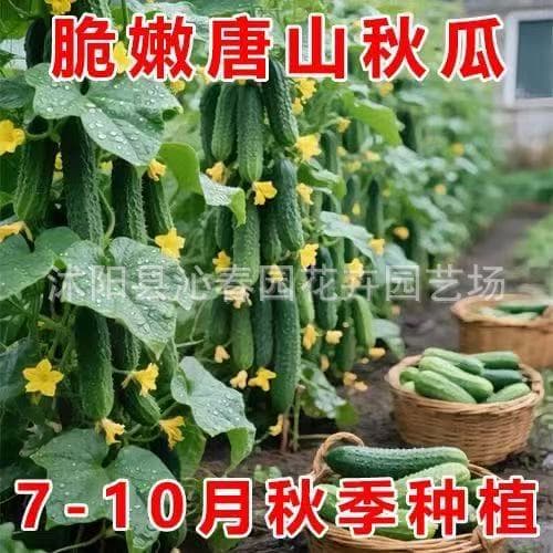 Manufacturer wholesale fruit cucumber seeds Dutch milk melon seeds thornless sweet crisp small cucumber four seasons fruits and vegetables seeds