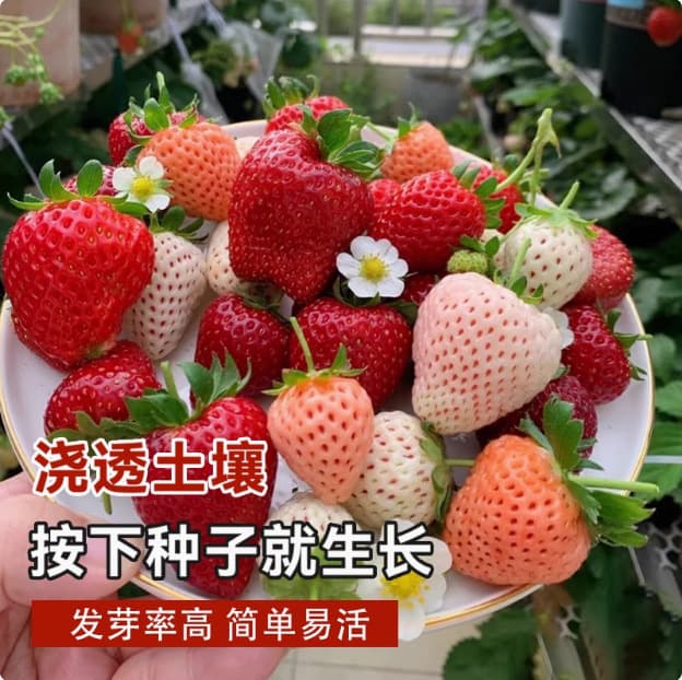 Four Seasons Cream Strawberry Seeds - Edible Sweet Large Fruit Strawberry, Easy to Grow Balcony Potted Fruit and Vegetable Seeds for Beginners