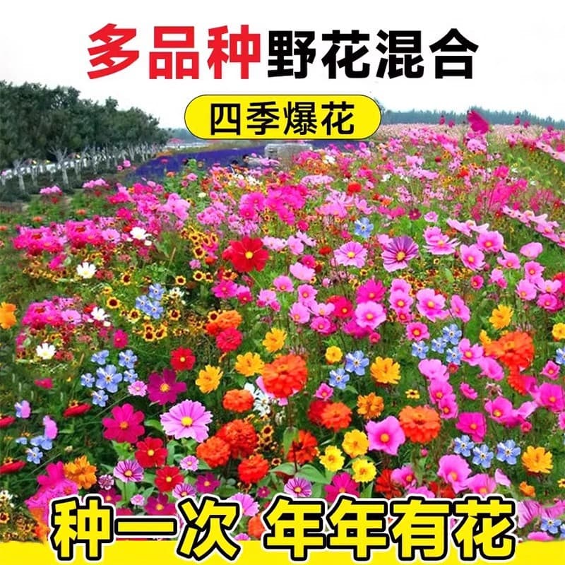 Wildflower Mix Seeds for All-Season Blooming Outdoor Garden Cosmos Sunflower Easy-to-Grow Flower Seeds