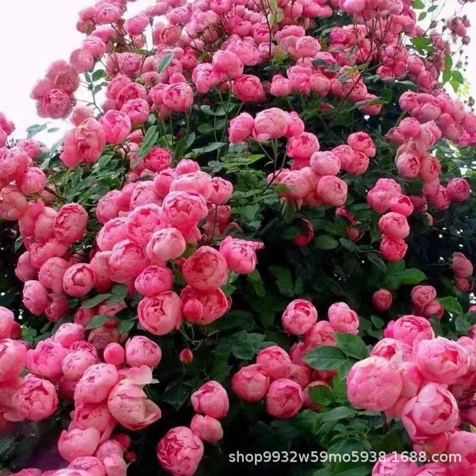 Climbing European roses, red 'Pierre de Ronsard', many varieties, blooms year-round in gardens, can be mixed colors, multi-color roses.