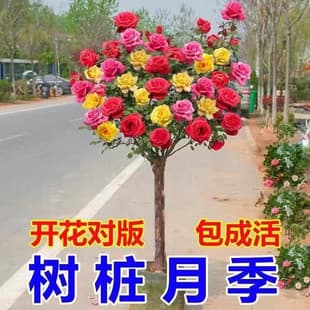 Tree Rose Plant Standard Rose High Stem Rose Four Seasons Blooming Potted Plant Indoor Easy Care Flower Green Plant