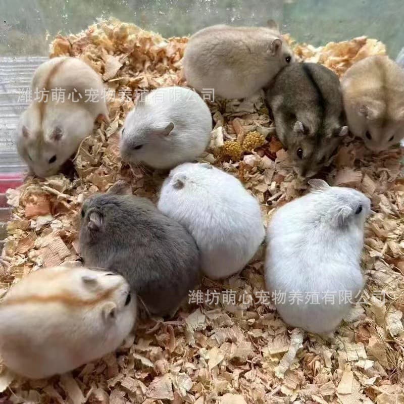 Wholesale Live Pet Hamsters: Tiger Striped, White Bear, Black Bear, Cow Bear, Long-Haired Bear, Eye Ring Bear, Rice Bear